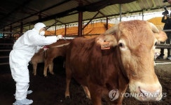 1.3㎞ 거리 농장서 또 구제역…충북 보은 방역망 뚫렸다