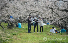 해남 땅끝매화축제 취소…AI·구제역에 봄꽃축제도 기로