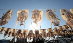 보기만 해도 맛있는 오징어