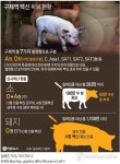 돼지 1천만마리나 되는데…구제역 A형 백신 접종 전혀 안돼 있다(종합)