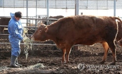 걱정 앞서는 한우 농가