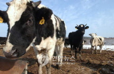 환경 지키고 한우 살찌우고…횡성 젖소 초유은행