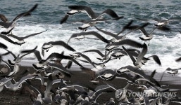 울산 정자 해변의 갈매기 군무