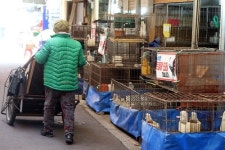 [르포] 고기 찾는 손님이 없다 구제역·AI여파 전통시장 위기