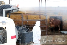 구제역에 도축장도 방역