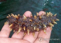 바다의 인삼 제주 홍해삼 양식 매뉴얼 만든다