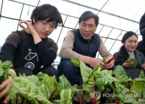 쌈 채소 따는 안희정