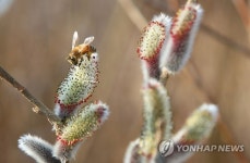 속살 드러낸 버들강아지