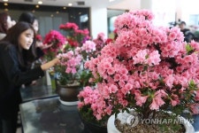 구청에 핀 철쭉