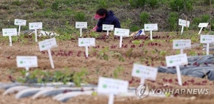 도시농부 모집합니다…대구농협 주말농장 분양