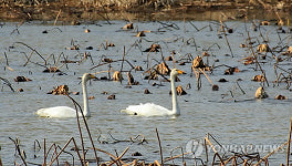 구미 지산샛강 청둥오리서 AI 바이러스 검출