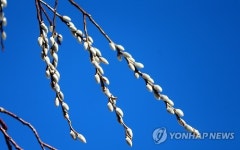 은빛 버들과 파란 하늘