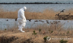 경기도 AI 32일째 미발생…철새 북상에 방역 긴장