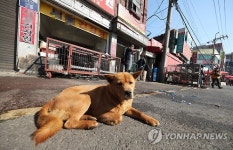 개 유통시설 정비작업 바라보는 견공