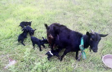 단양서 염소 10마리 폐사 화들짝…장염 판정에 안도