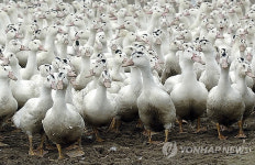 충남 홍성 오리농장서 또 AI 의심신고