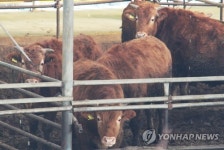 26일째 출하 묶인 소 사료만 축내 구제역 축산농 이중고