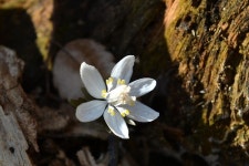 [카메라뉴스] 내장산국립공원 봄꽃 활짝