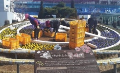 꽃:역FLOWERSTATION | [카메라뉴스] 대전역 광장 꽃시계 봄꽃 단장