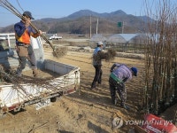 묘목 판매준비 한창