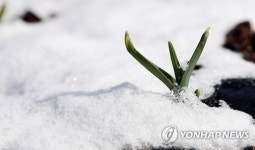 봄 새싹에 내려 앉은 눈