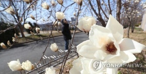 꽃샘추위 속 봄 도착