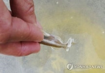 대청호 빙어 인공수정