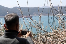 매화 촬칵