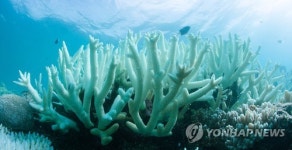 또 하얗게 변한 호주 대산호초…이례적 2년 연속 백화현상