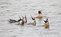 먹을 것 찾는 경포호의 오리들