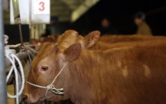 구제역 휴업 한달만에 문 연 음성 우시장 북새통