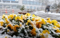 봄꽃 위에 핀 눈꽃