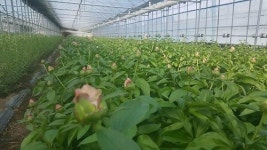 충주 화훼산업 전략작목 작약꽃 본격 출하