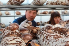 송이향 품었네 고송버섯 수확