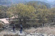 산수유꽃길 거닐며