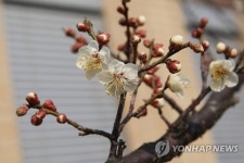 국립생태원에 피어난 매화