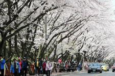 해운대 달맞이∼청사포 벚꽃길 함께 걸어요