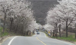 꽃비는 내리고… 내달 천안·아산 봄꽃풍경 장관