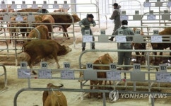 옥천 가축시장 39일 만에 재개장