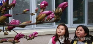 학교 화단에 피어난 자목련꽃