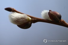 고개 살짝 든 여우버들