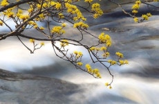 [주말 N 여행] 개울, 지리산, 노란 산수유를 한 프레임에…구례 출사 여행