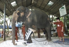 세계 첫 코끼리 병원 극적 회생…폐업위기에 성금 답지