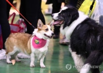 펫쇼에서 친구 만났네