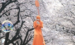 왕벚꽃 100년 논란 제주가 진짜 원산지