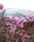 부산 황령산에도 봄이 왔어요