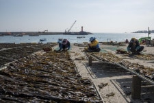 기장 미역·다시마축제 오세요…4월 7~9일 사흘간