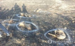 김제서 불에 탄 개 10여마리 사체 발견…고의로 사체 버린 듯(종합)