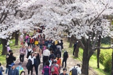낮과 밤 매력 다른 벚꽃…낙동강 둑길서 온종일 즐긴다