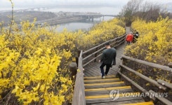 노란색 가득한 응봉산